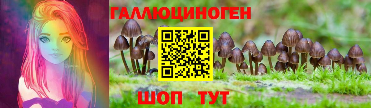 Галлюциногенные грибы Psilocybe Гусев
